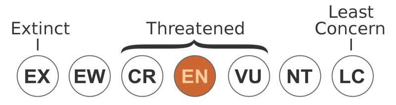 File:Status iucn3.1 EN.svg.png