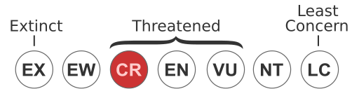 File:Status iucn3.1 CR WCAG.svg